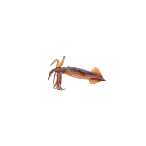Squid PNG-47181